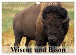 Wisent und Bison (Wandkalender 2026 DIN A4 quer), CALVENDO Monatskalender