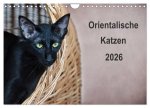 Orientalische Katzen (Wandkalender 2026 DIN A4 quer), CALVENDO Monatskalender
