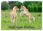 Haflinger Fohlen (Wandkalender 2026 DIN A3 quer), CALVENDO Monatskalender