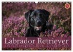 Labrador Retriever - Jagdhund mit Charme (Wandkalender 2026 DIN A3 quer), CALVENDO Monatskalender