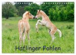 Haflinger Fohlen (Wandkalender 2026 DIN A4 quer), CALVENDO Monatskalender
