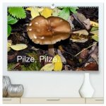 Pilze, Pilze (hochwertiger Premium Wandkalender 2026 DIN A2 quer), Kunstdruck in Hochglanz