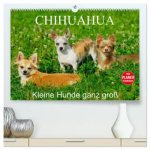 Chihuahua - Kleine Hunde ganz groß (hochwertiger Premium Wandkalender 2026 DIN A2 quer), Kunstdruck in Hochglanz