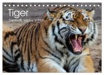 Tiger. Gestreift, wild u. schön (Tischkalender 2026 DIN A5 quer), CALVENDO Monatskalender