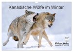 Kanadische Wölfe im Winter (Wandkalender 2026 DIN A3 quer), CALVENDO Monatskalender