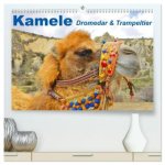Kamele - Dromedar & Trampeltier (hochwertiger Premium Wandkalender 2026 DIN A2 quer), Kunstdruck in Hochglanz