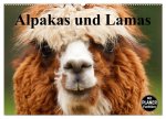 Alpakas und Lamas (Wandkalender 2026 DIN A2 quer), CALVENDO Monatskalender