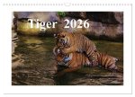 Tiger 2026 (Wandkalender 2026 DIN A3 quer), CALVENDO Monatskalender
