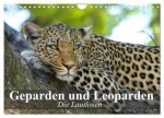Die Lautlosen. Geparden und Leoparden (Wandkalender 2026 DIN A4 quer), CALVENDO Monatskalender
