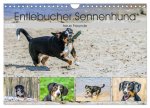 Entlebucher Sennenhund - treue Freunde (Wandkalender 2026 DIN A4 quer), CALVENDO Monatskalender