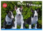 Bullterrier (Wandkalender 2026 DIN A4 quer), CALVENDO Monatskalender