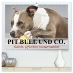 Pit Bull und Co. - Geliebt, gefürchtet, missverstanden (hochwertiger Premium Wandkalender 2026 DIN A2 quer), Kunstdruck in Hochglanz