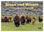Bison und Wisent - Riesen mit unbändiger Kraft (Wandkalender 2026 DIN A2 quer), CALVENDO Monatskalender