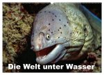Die Welt unter Wasser (Wandkalender 2026 DIN A2 quer), CALVENDO Monatskalender