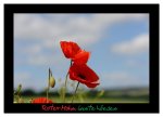 Roter Mohn, bunte Wiesen (Wandkalender 2026 DIN A3 quer), CALVENDO Monatskalender