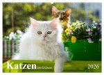 Katzen im Grünen (Wandkalender 2026 DIN A2 quer), CALVENDO Monatskalender