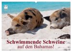 Schwimmende Schweine auf den Bahamas! (Wandkalender 2026 DIN A2 quer), CALVENDO Monatskalender