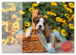 Deutscher Boxer 2026 (Wandkalender 2026 DIN A3 quer), CALVENDO Monatskalender