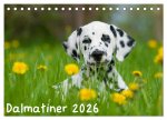Dalmatiner 2026 (Tischkalender 2026 DIN A5 quer), CALVENDO Monatskalender