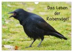 Das Leben der Rabenvögel (Wandkalender 2026 DIN A4 quer), CALVENDO Monatskalender