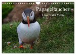 Papageitaucher Clowns der Meere (Wandkalender 2026 DIN A4 quer), CALVENDO Monatskalender