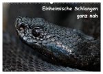 Einheimische Schlangen ganz nah (Wandkalender 2026 DIN A2 quer), CALVENDO Monatskalender