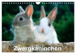 Zwergkaninchen (Wandkalender 2026 DIN A4 quer), CALVENDO Monatskalender