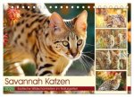 Savannah Katzen. Exotische Wildschönheiten im Naturgarten (Tischkalender 2026 DIN A5 quer), CALVENDO Monatskalender
