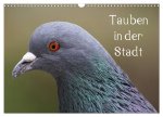 Tauben in der Stadt (Wandkalender 2026 DIN A3 quer), CALVENDO Monatskalender