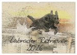 Labrador Retriever 2026 (Wandkalender 2026 DIN A2 quer), CALVENDO Monatskalender