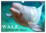 Wale - Kolosse der Meere (Wandkalender 2026 DIN A4 quer), CALVENDO Monatskalender