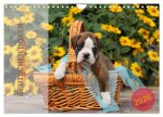 Deutscher Boxer 2026 (Wandkalender 2026 DIN A4 quer), CALVENDO Monatskalender