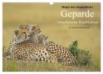 Magie des Augenblicks: Geparde - verschmuste Raubkatzen (Wandkalender 2026 DIN A3 quer), CALVENDO Monatskalender