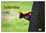 Eichhörnchen (Wandkalender 2026 DIN A2 quer), CALVENDO Monatskalender