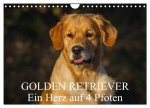 Golden Retriever - Ein Herz auf 4 Pfoten (Wandkalender 2026 DIN A4 quer), CALVENDO Monatskalender