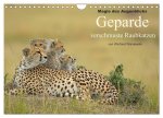 Magie des Augenblicks: Geparde - verschmuste Raubkatzen (Wandkalender 2026 DIN A4 quer), CALVENDO Monatskalender