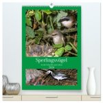 Sperlingsvögel an der Schwelle zum Leben (hochwertiger Premium Wandkalender 2026 DIN A2 hoch), Kunstdruck in Hochglanz