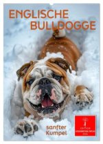 Englische Bulldogge - sanfter Kumpel (Wandkalender 2026 DIN A2 hoch), CALVENDO Monatskalender