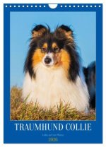 Traumhund Collie - Liebe auf vier Pfoten (Wandkalender 2026 DIN A4 hoch), CALVENDO Monatskalender