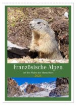 Französische Alpen, auf den Pfaden des Murmeltiers (Wandkalender 2026 DIN A2 hoch), CALVENDO Monatskalender