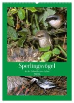 Sperlingsvögel an der Schwelle zum Leben (Wandkalender 2026 DIN A2 hoch), CALVENDO Monatskalender