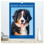 Berner Sennenhund - Ein Hund für alle Fälle (hochwertiger Premium Wandkalender 2026 DIN A2 hoch), Kunstdruck in Hochglanz