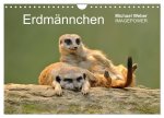 Erdmännchen - Tierkinder (Wandkalender 2026 DIN A4 quer), CALVENDO Monatskalender
