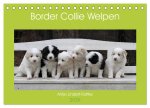 Border Collie Welpen (Tischkalender 2026 DIN A5 quer), CALVENDO Monatskalender