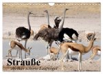 Strauße. Afrikas schöne Laufvögel (Wandkalender 2026 DIN A4 quer), CALVENDO Monatskalender