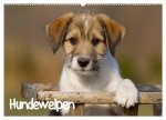 Hundewelpen (Wandkalender 2026 DIN A2 quer), CALVENDO Monatskalender