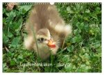 Laufentenküken - Sunny (Wandkalender 2026 DIN A3 quer), CALVENDO Monatskalender