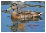 Das Leben der Enten (Wandkalender 2026 DIN A4 quer), CALVENDO Monatskalender