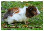 Meerschweinchen und Zwergkaninchen (Wandkalender 2026 DIN A3 quer), CALVENDO Monatskalender