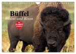 Büffel. Wisent und Bison (Wandkalender 2026 DIN A4 quer), CALVENDO Monatskalender